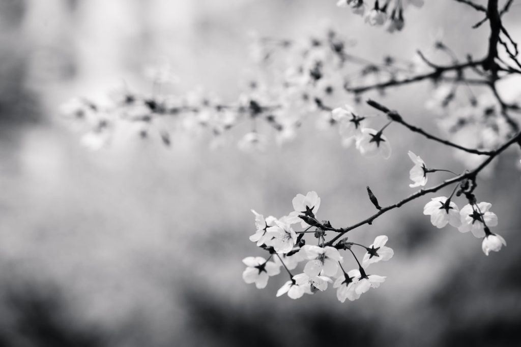 flowers-cherry.jpg