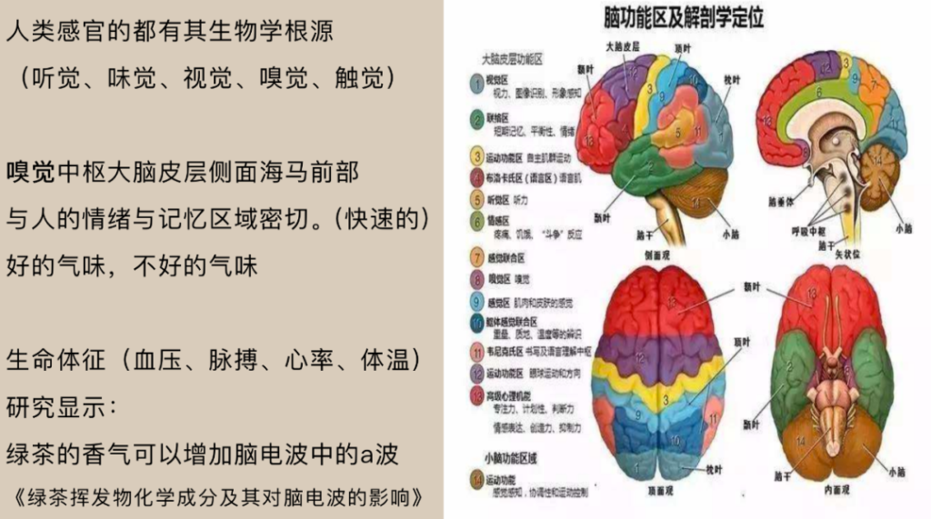 茶与触觉 茶芳香疗法 茶文化学院讲师 国际芳疗师唐平平带来的一场干货盛宴 汉语国际推广茶文化传播基地